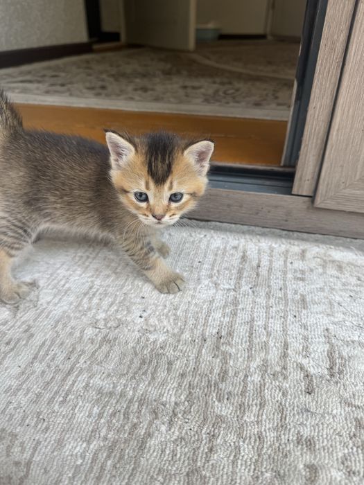Serebristiy Shinshilla bolalari sotiladi