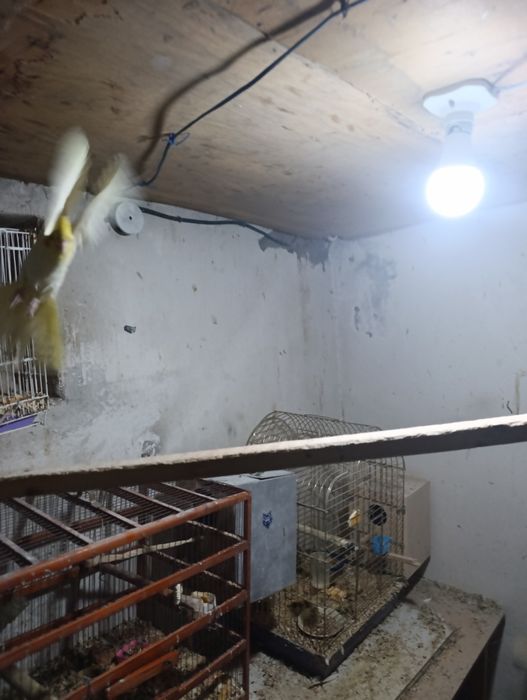 Птица карелла самкакуп вакт уча олади ва кулга ушаса тишламайди