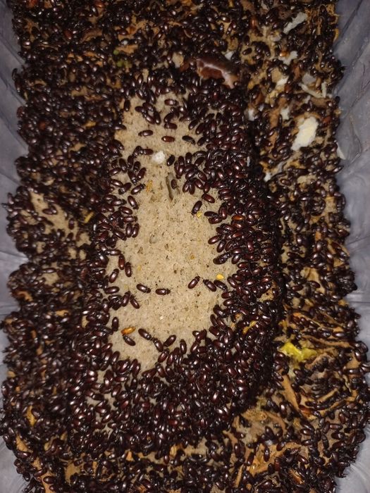 Жук знахарь(чернокнижник)