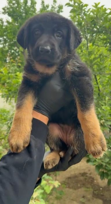 Продаётся щенки немецких овчарок