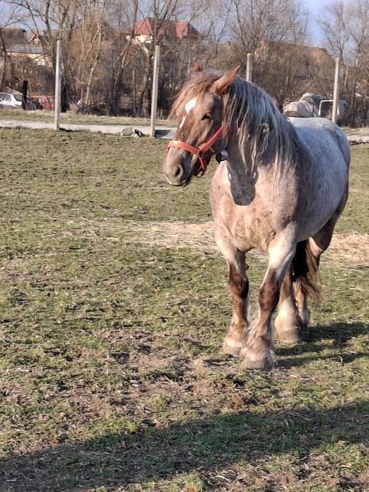 Vand iapa, 5 ani, 924 kg.