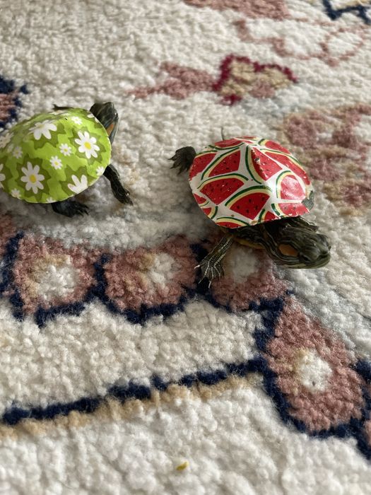 Продется черепахи