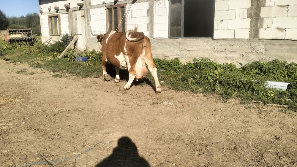Vând vaca cu vitel