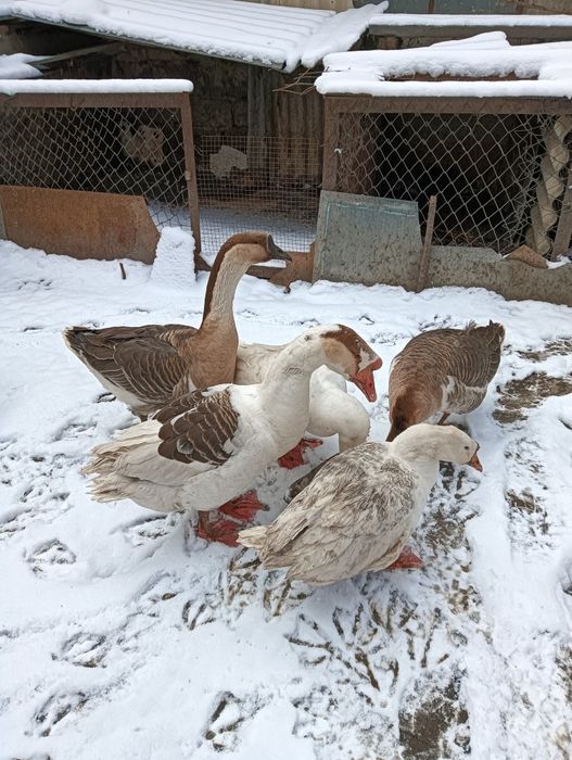 Продается гусиное мясо по 4500т за кг