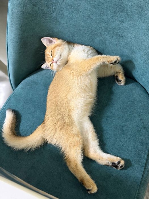 Продается котенок  родословная золотая шиншилла