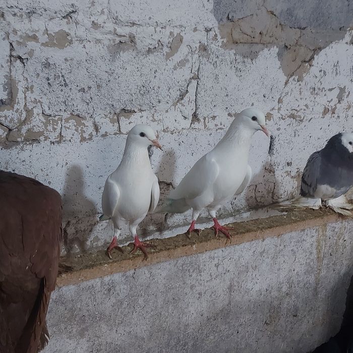 Бели Иран пара гатовый лет с игрой