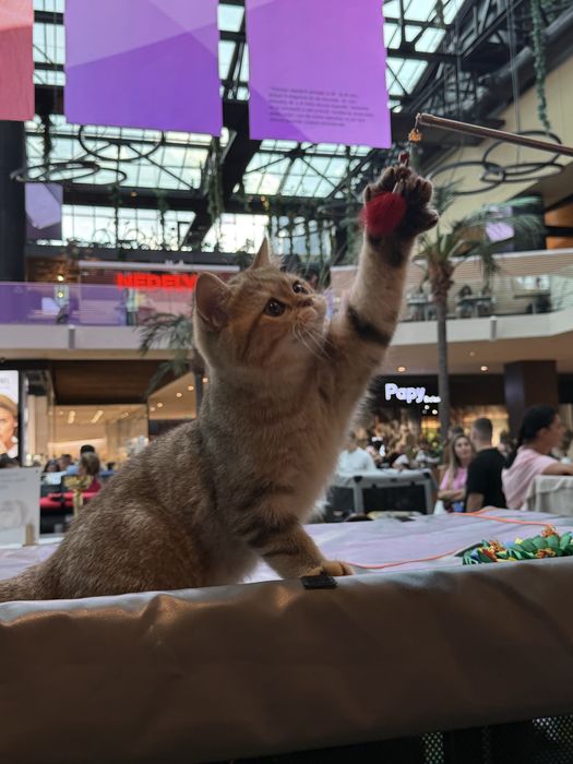 British shorthair