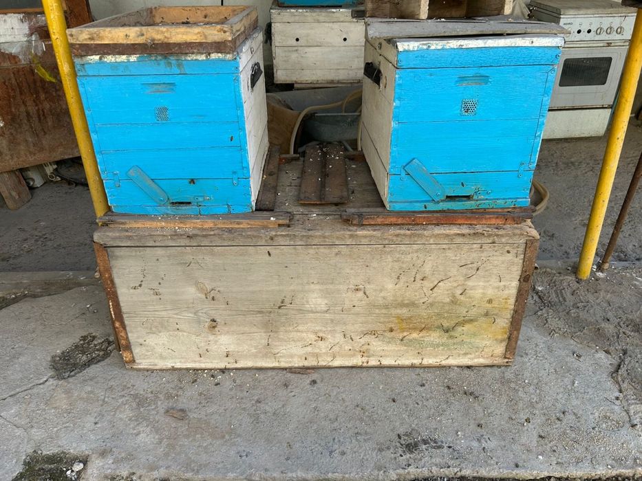 Пчелы два улика.