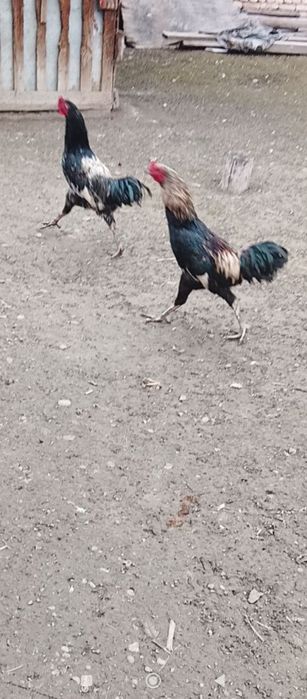Срочна продам домашних петухов