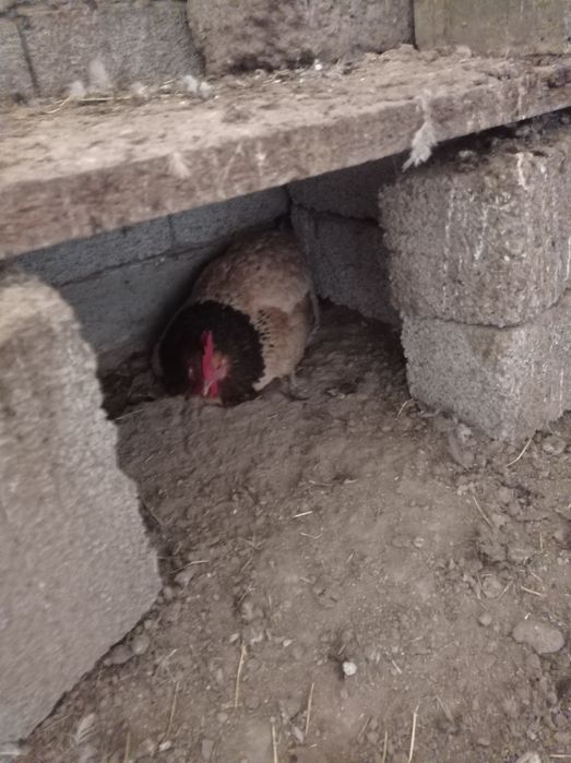 Курки котта товуг сотилади