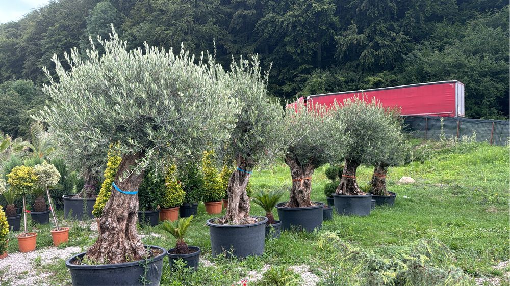 Maslini seculari ( centenari - batrani ) bonsai din maslin etc