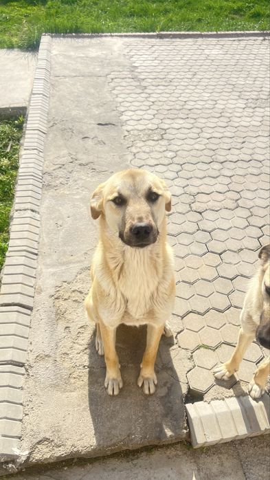 Отдам собачек в добрые руки