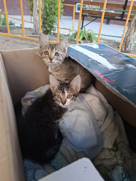 Отдам котят в добрые руки