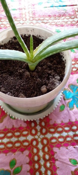 Алоэ Вера Продам