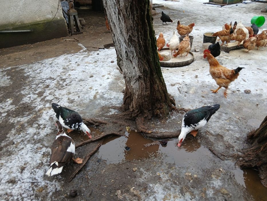 Schimb rate cu bibilici