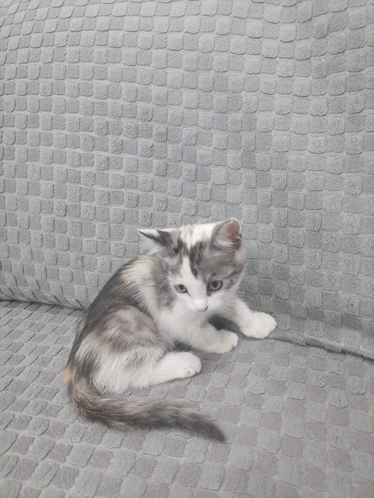 Отдам срочно котят в добрые руки