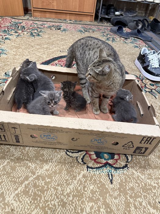 Котята бесплатно