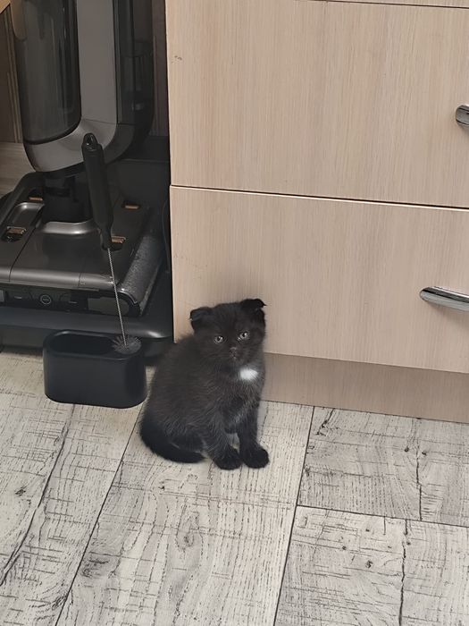 Отдам котят в хорошие руки