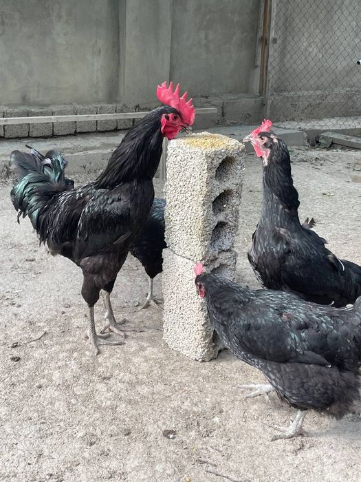 1 Oylik Gigat Qora Shahzoda zotli jojalar sotiladi