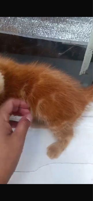 Отдам котенка бесплатно