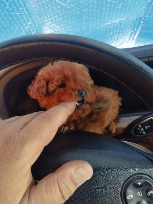 Tea Cup Пуделче лицензиран развъдник  Ред Дог