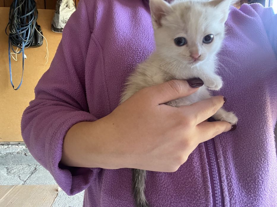 Котятя бесплатно