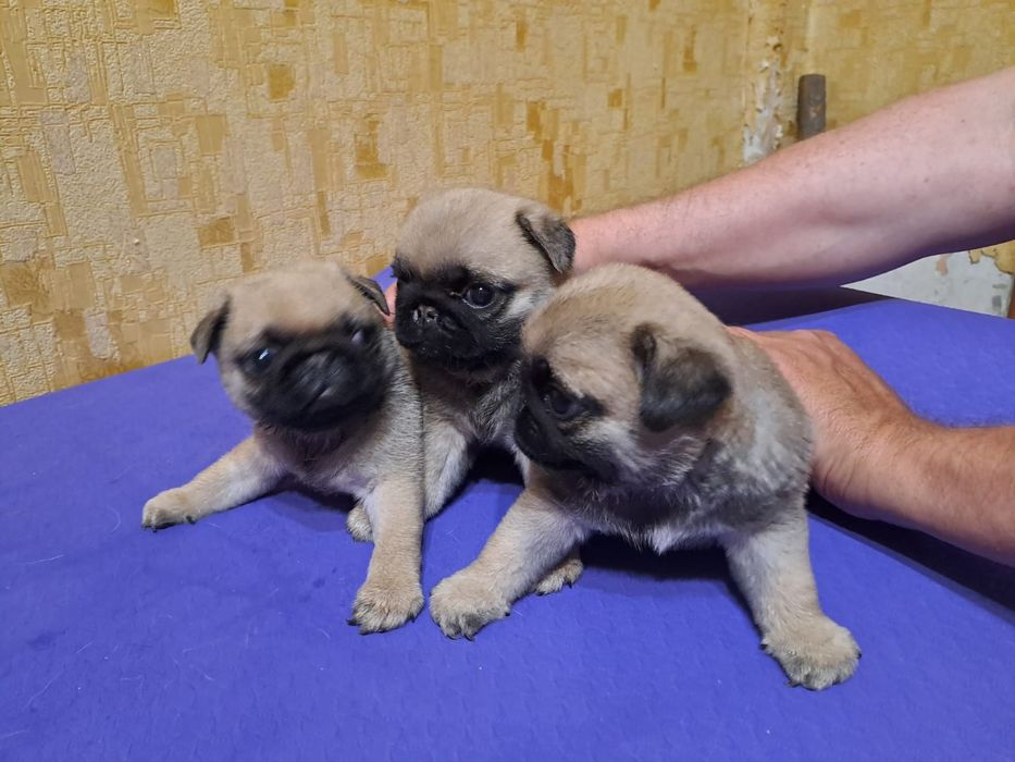 Продам щенков Мопса.