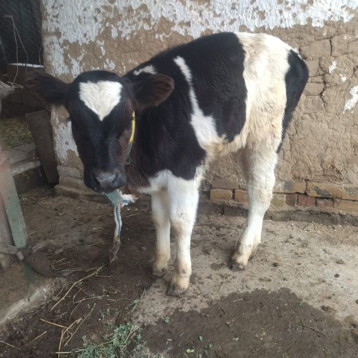 Бұзаулы сиыр сатылады .