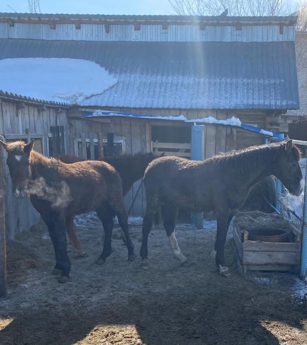 Продам 2 жеребчика ( тай )