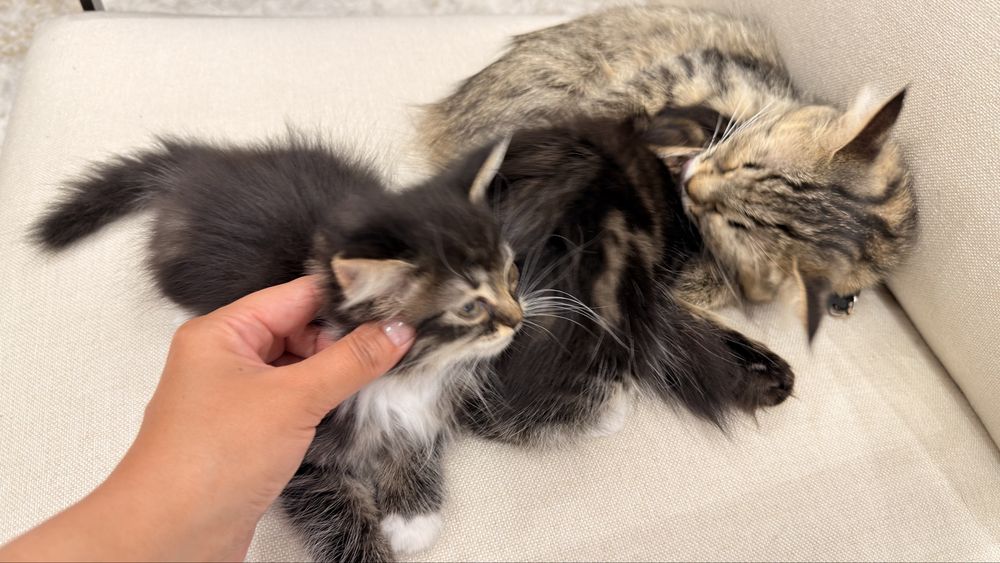 Котенок метис ищет дом
