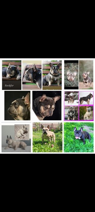 Французский бульдог кремовый