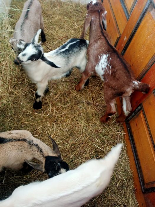 Козлики альпийцы