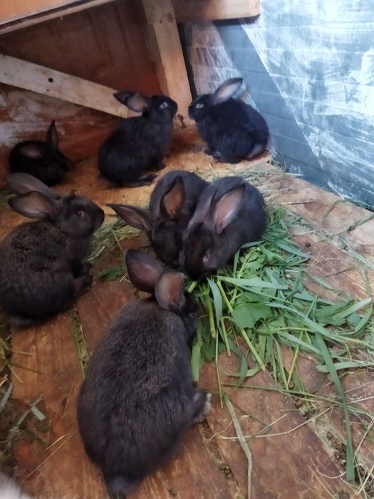 Продам крольчат 40 дней