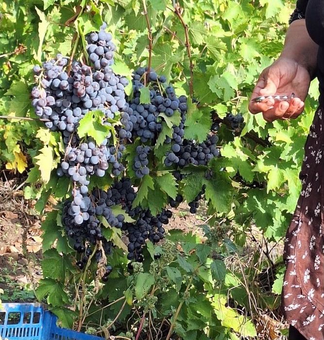Vand struguri de vin