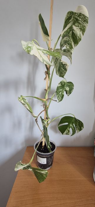 Продам монстера Альба