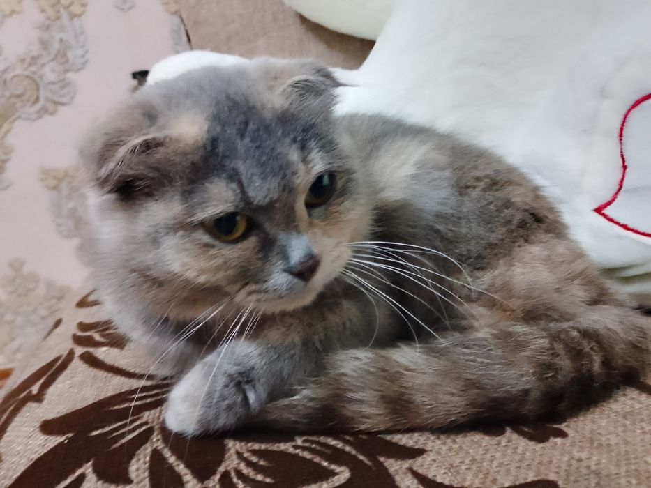 Mushuk zotdor sotiladi