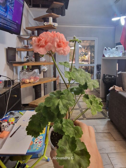 Пеларгония в г.Абай