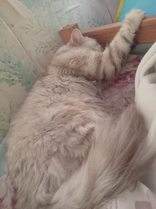 Отдам даром шотландского кота