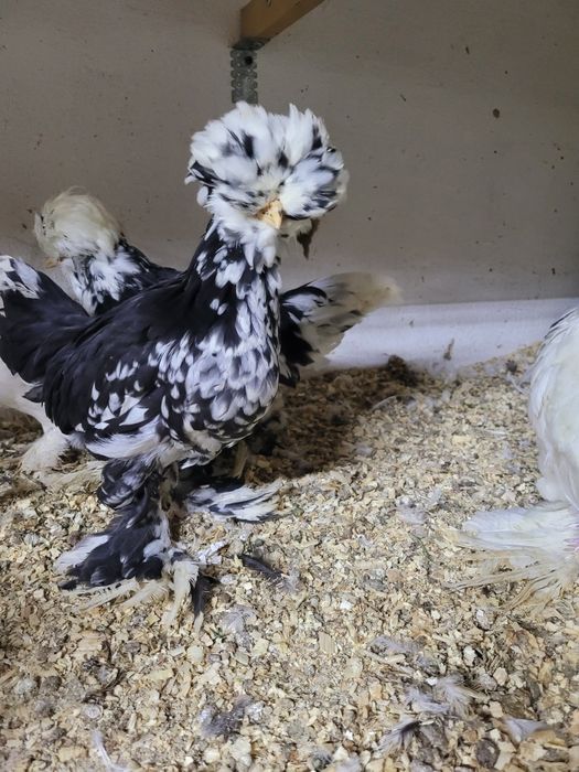 Корейскийлар жужалари туйорлари сотилади пули сфатига караб хаммаси то