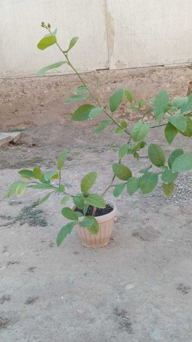 Продам лимонное дерево