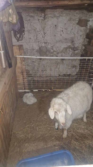 Продам коз с козлятвми