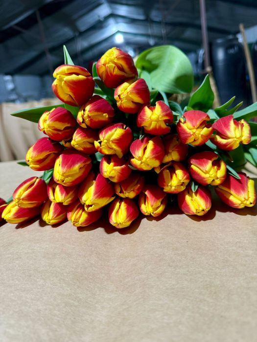 Тюльпаны на 8 марта по 400 тг