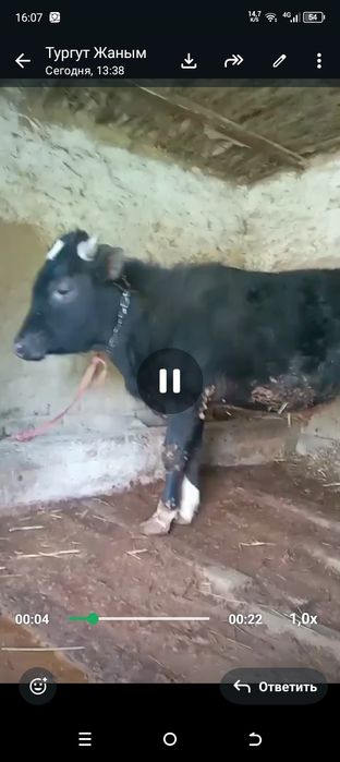 Продоётся бык, очень хороший