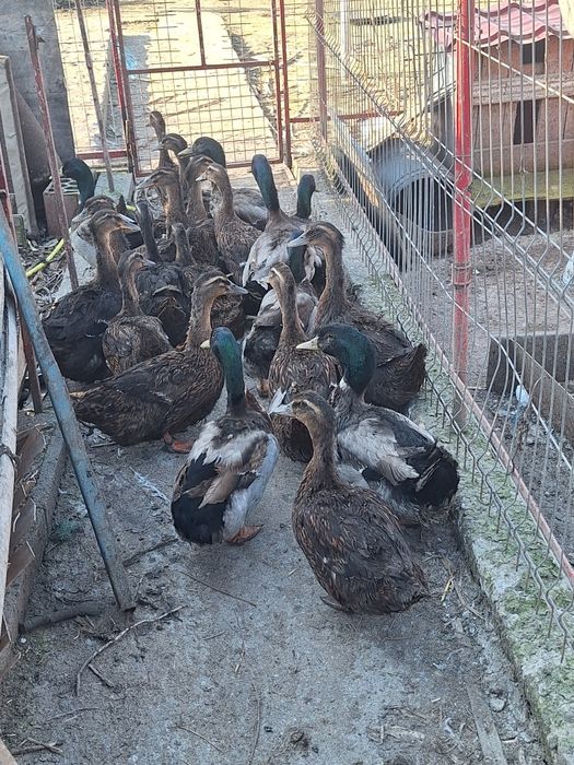 Vind pui de ruen o zi si mai multe felul