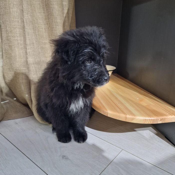 Щенки в добрые руки