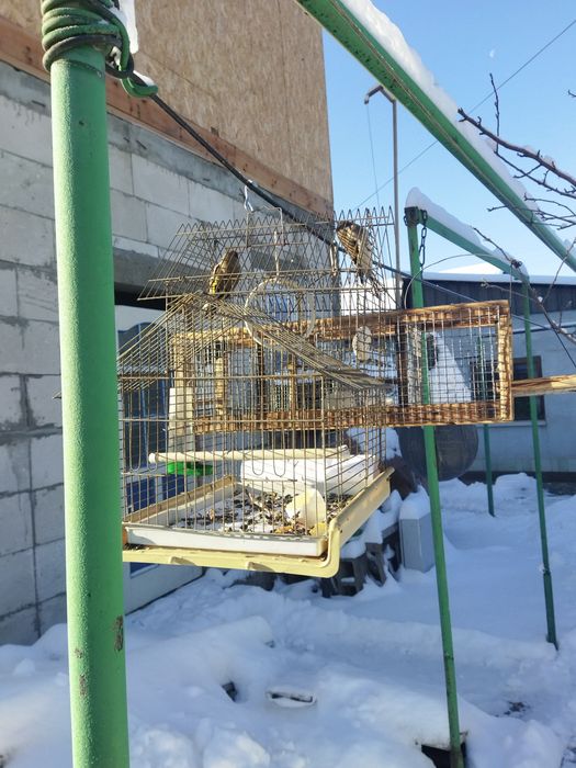 Продам щеглов, обычных этого года