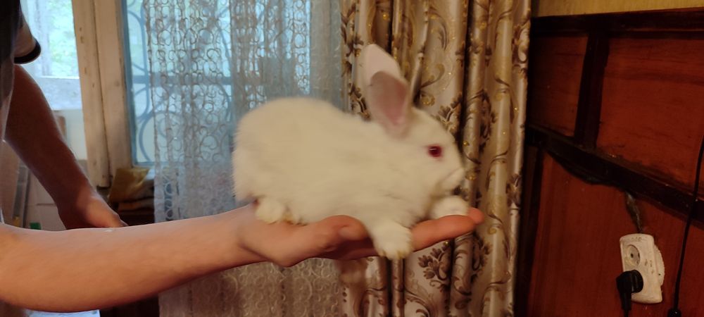 Маленькие кролики