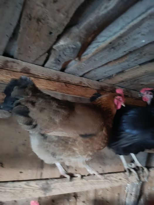 Продам домашних кур