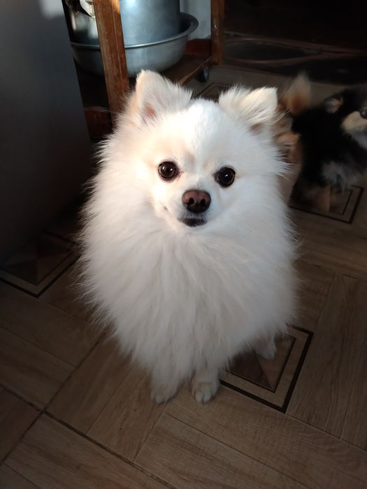 Померанский шпиц