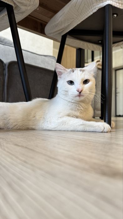 Отдалим кошечку в хорошие руки